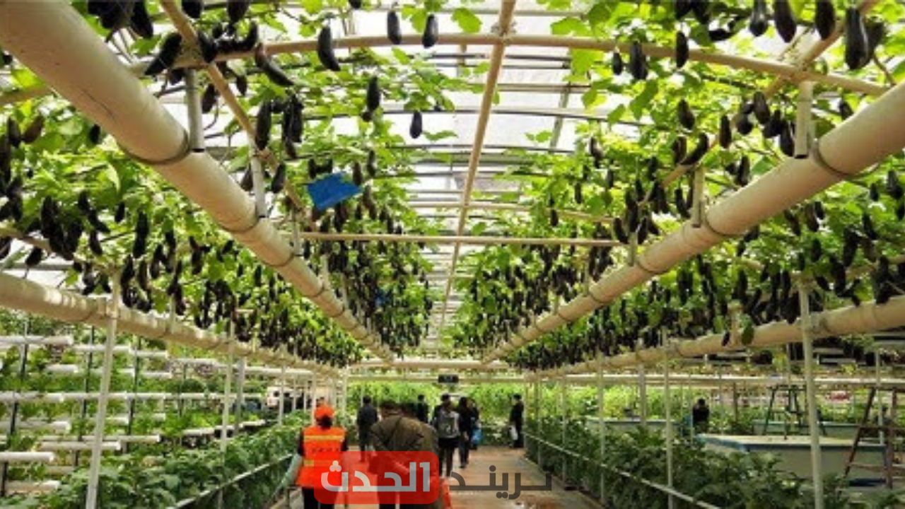 ضوابط ومواعيد اختبارات الدبلومات الفنية للالتحاق بكليات الزراعة 2025