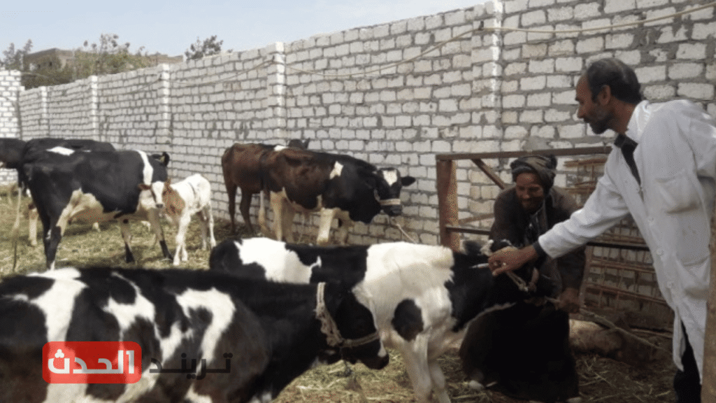 محافظة الجيزة تحصن 42 ألف رأس ماشية ضمن جهود حماية الثروة الحيوانية