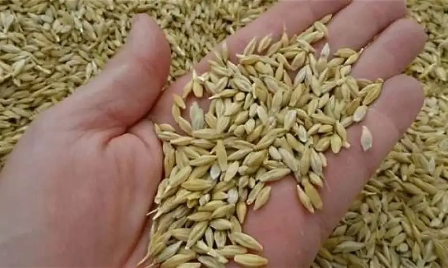 أسعار طن الأرز الشعير اليوم 13 أغسطس 2025